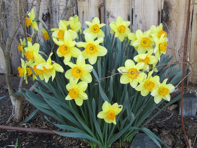 Mature clump of daffodils against a west-facing fence.