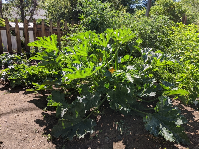 A single, large zucchini plant in a garden