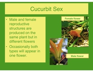 Cucurbit sex -  Male flowers now not necessary!