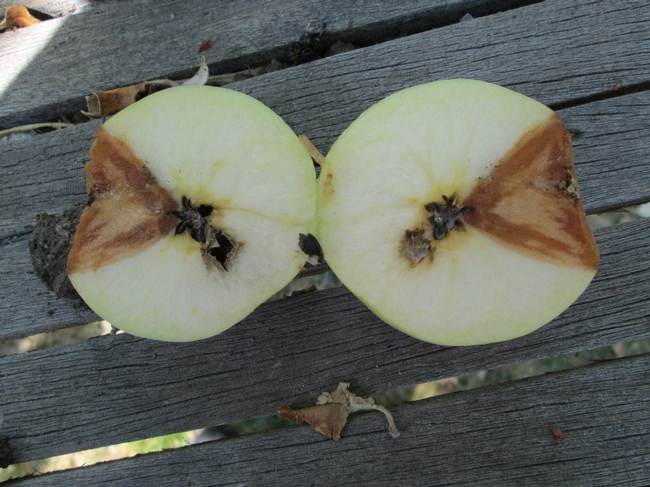 Cross section of same apple