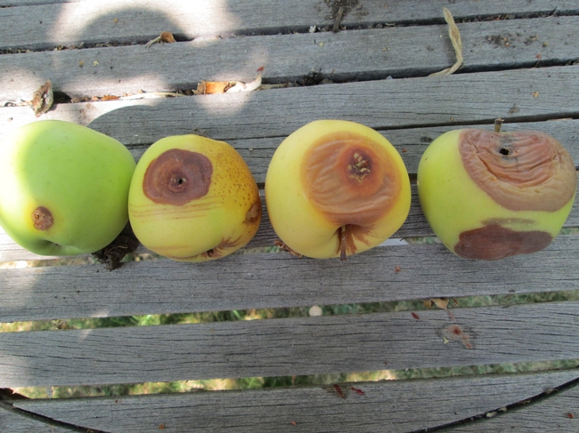 Different stages of fruit rot.