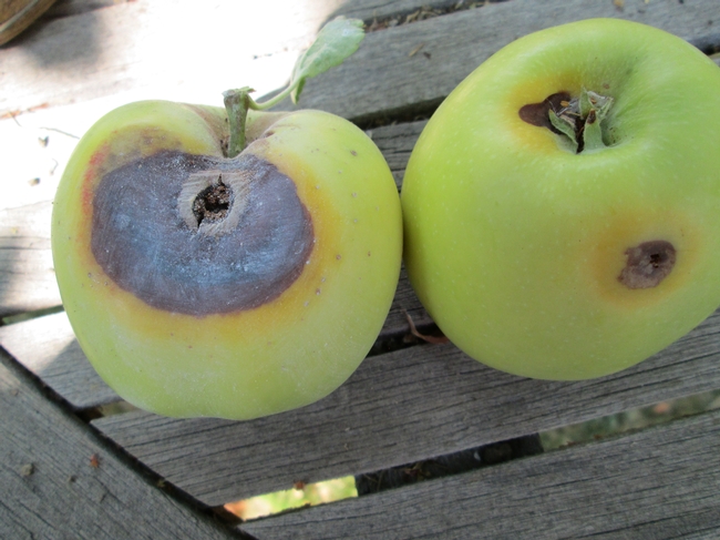 Showing different coloring on some fruits.