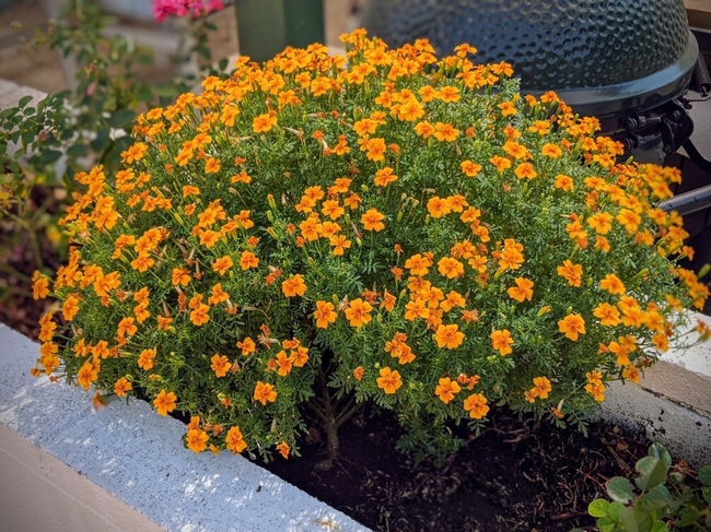 Globe shaped marigold covered in blossoms growing in a wall planter