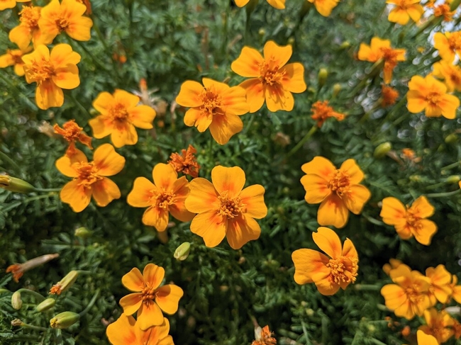 Orange, single-flowered marigold blossoms