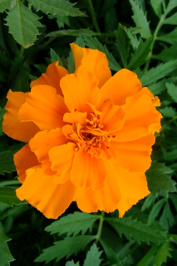 Single orange blossom of a French-type marigold