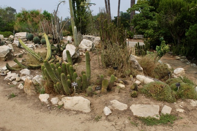 Desert Garden