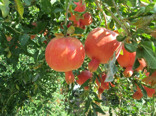Eversweet pomegranate growing in Bishop