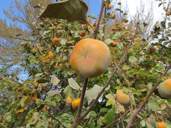A Fuyu type Persimmon
