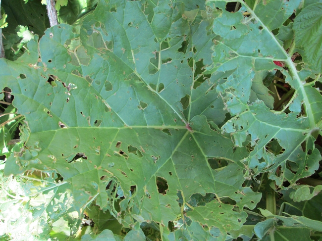 Earwig damage on leaves
