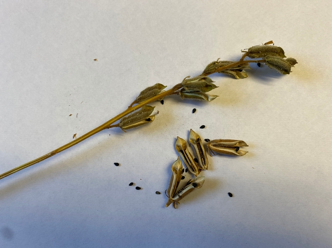 Dried capsules and seeds.