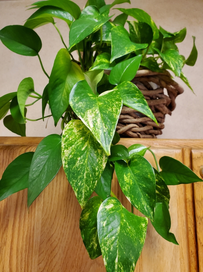 A golden pothos houseplant with leaves draping down a wood cabinet.