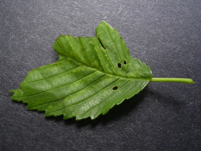 An elm leaf that's chewed up by an insect