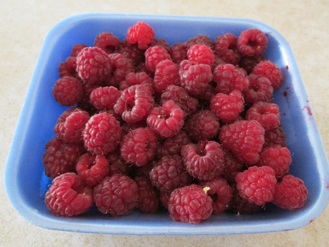 Red raspberries in a blue tray