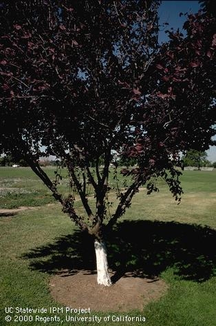 A single tree with a white painted trunk.