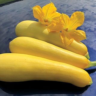 Yellow summer squash (photo courtesy UNH)