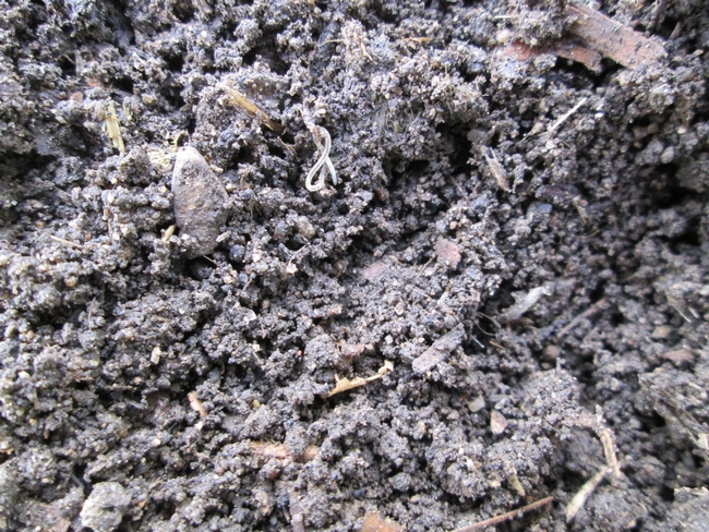 Wet soil with several small worms present.