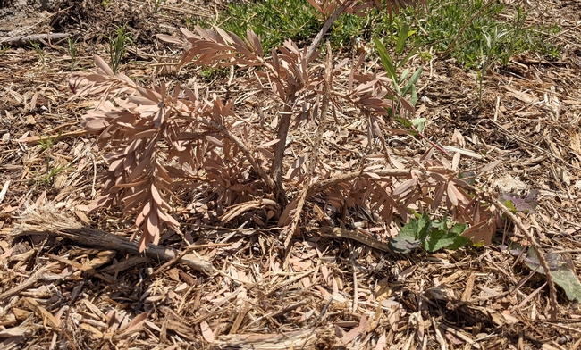 A dead, brown callistemon shrub.