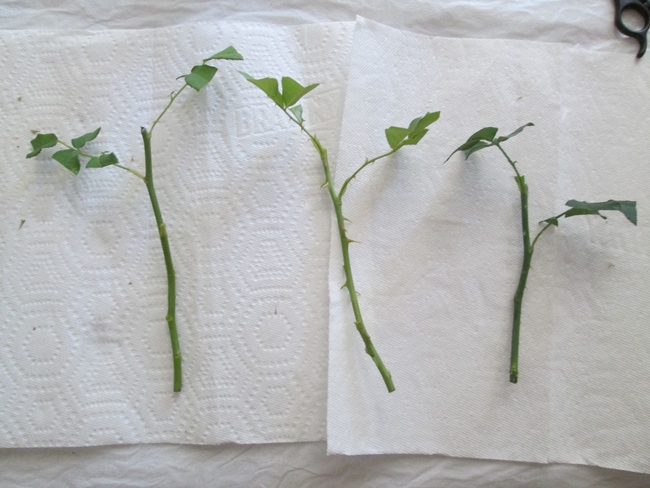 Stems prepared for planting