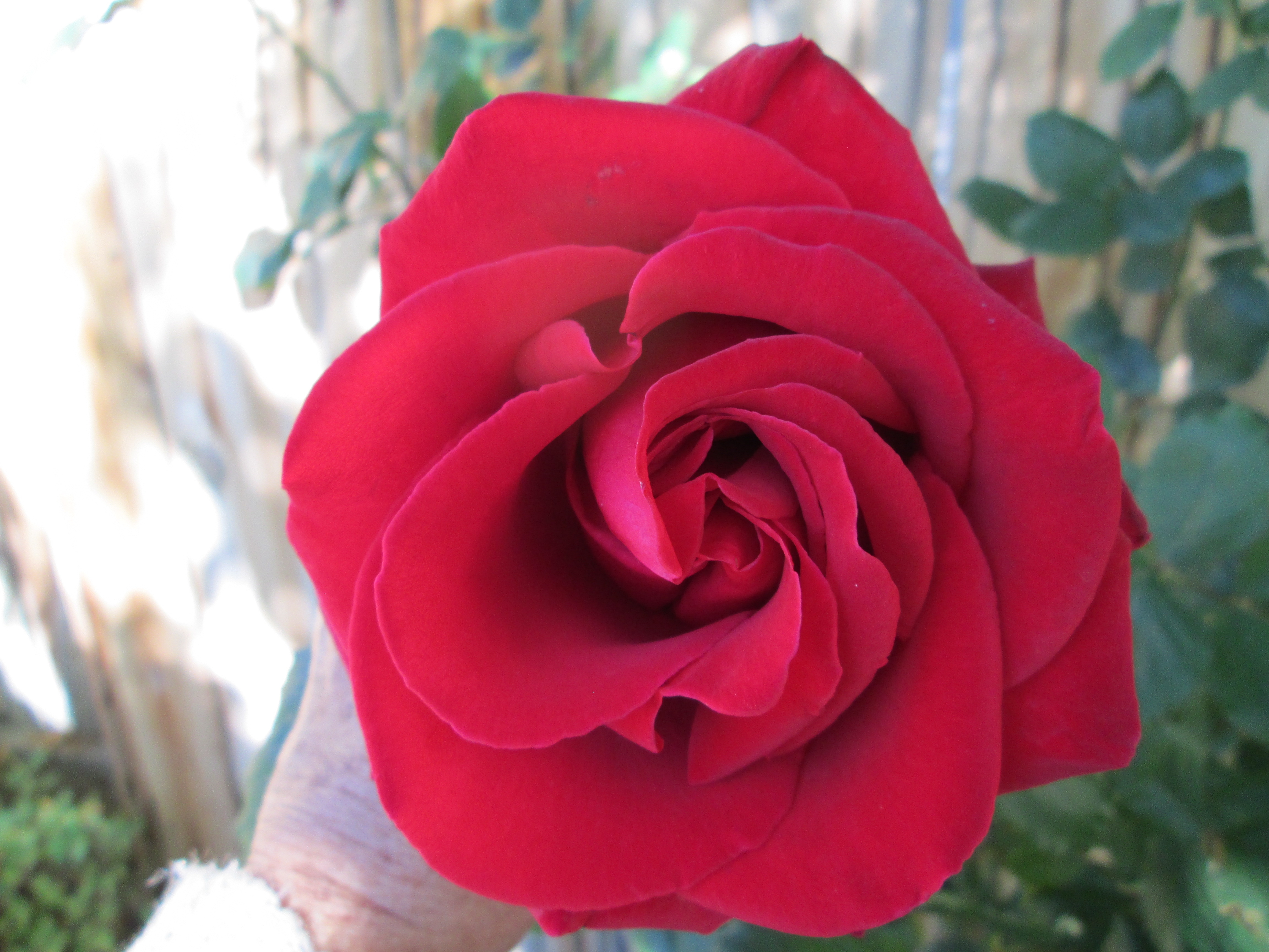 Growing Roses from Cuttings - The Backyard Gardener - ANR Blogs