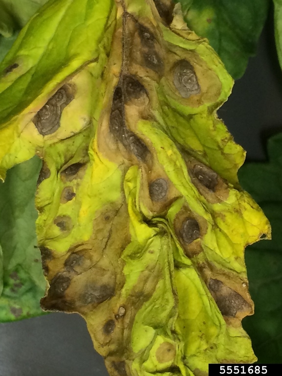 Yellow tomato leaf with brown lesions. (Photo: R. Melanson, MSU Extension.)