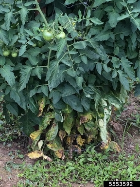 Tomato plant with infected leaves on lower portion. (Photo: R. Melanson, MSU Extension.)