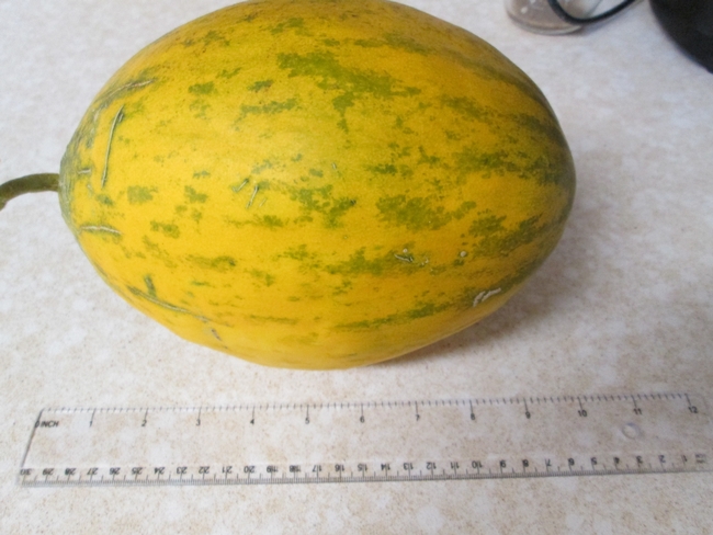 Fully ripe Lambkin melon at harvest