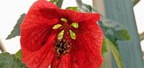 'Lucky Lantern' abutilon flower. for The Backyard Gardener Blog