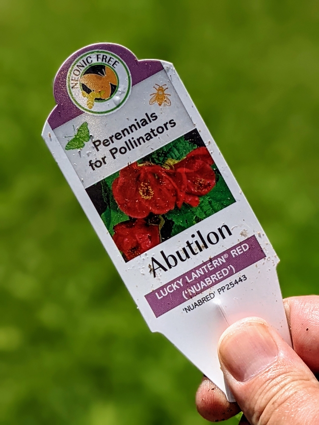 A plant tag with image of abutilon indicating it is a perennial (it's not) and that it's pollinator-friendly.