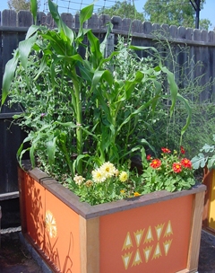vegetable gardening in a raised bed