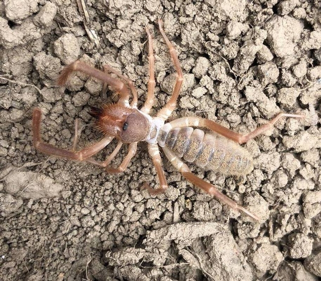Newly discovered under our coverboards , these aggressive arachnids act just like scorpions but are in fact spiders known as windscorpions. Order: Solifugae