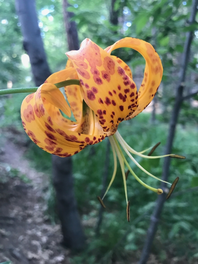 Humboldt's Lily (Lilium humboldtii)
