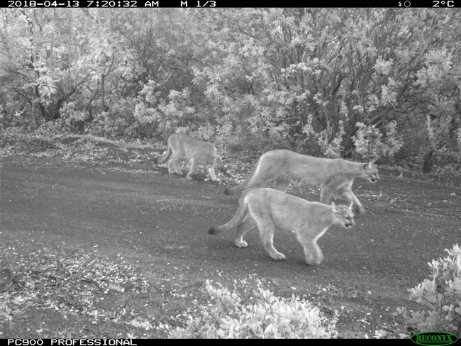 Hopland Research and Extension Center resident mountain lions