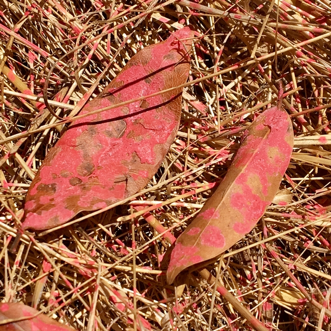 Fire retardent on California Laurel (Umbellularia californica) leave