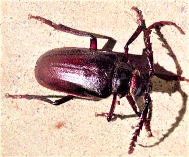 California prionis beetle