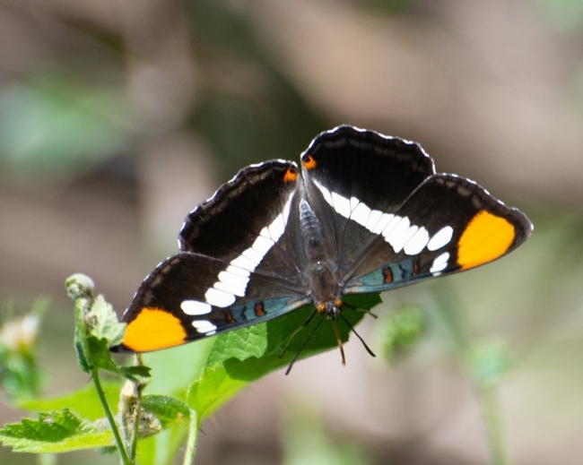 California Sister butterfly from Los Angeles area Certified California Naturalist Kim Moore