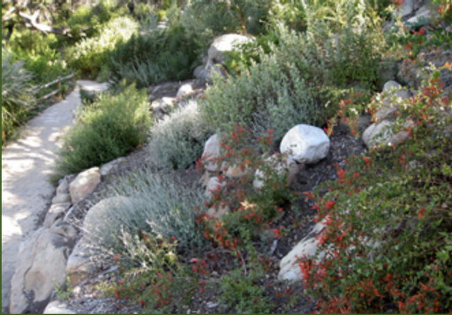 The Chaparral Trail at the Santa Barbara Botanical Gardens