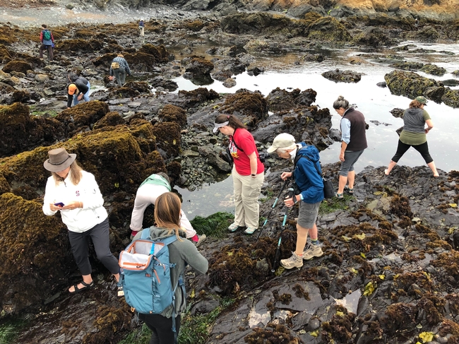 Naturalists Observing Tide Pools