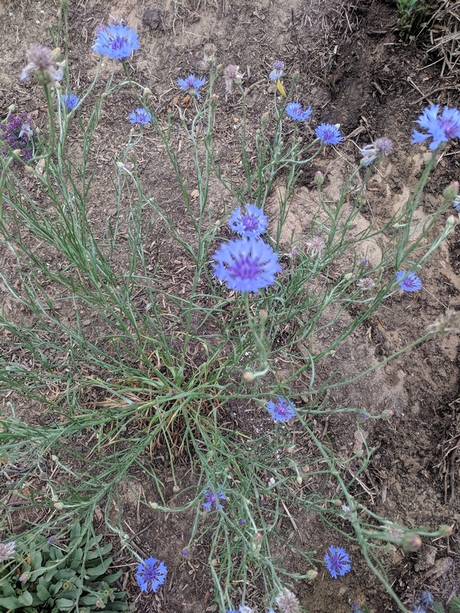 John's Cornflower.