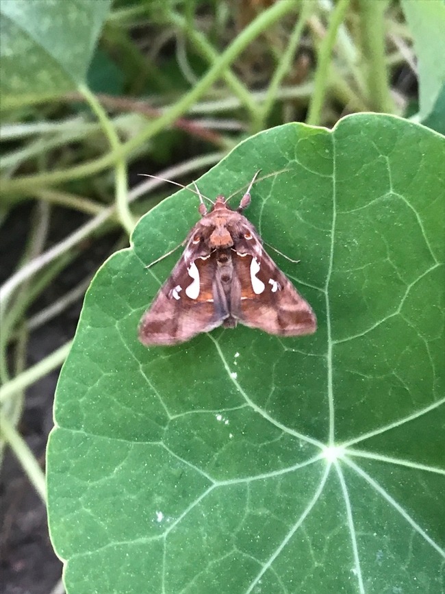 Lauren's moth.