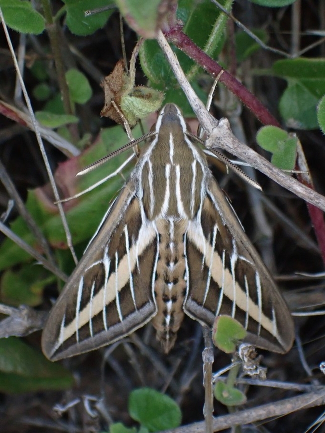 Alex Bairstow's White-lined Sphinx