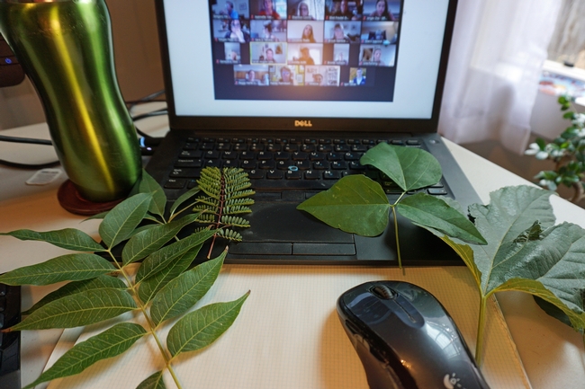 During the online class, participants went outside to gather and compare a variety of leaves.