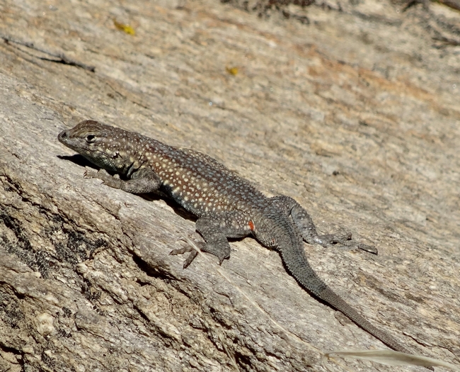 A side-blotched lizard.