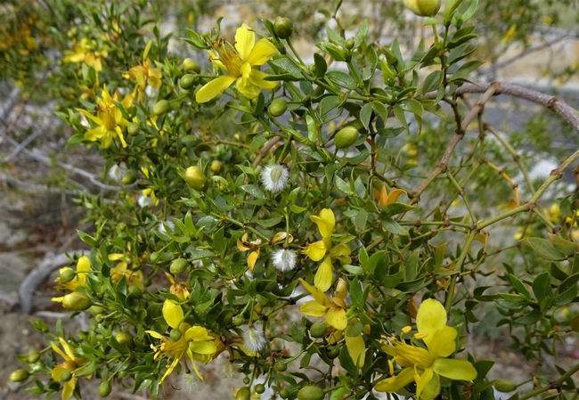 a blooming (yellow flowers) creosote bush.