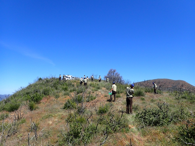 A group of people on a steep slope in the chaparral that burned two years ago.
