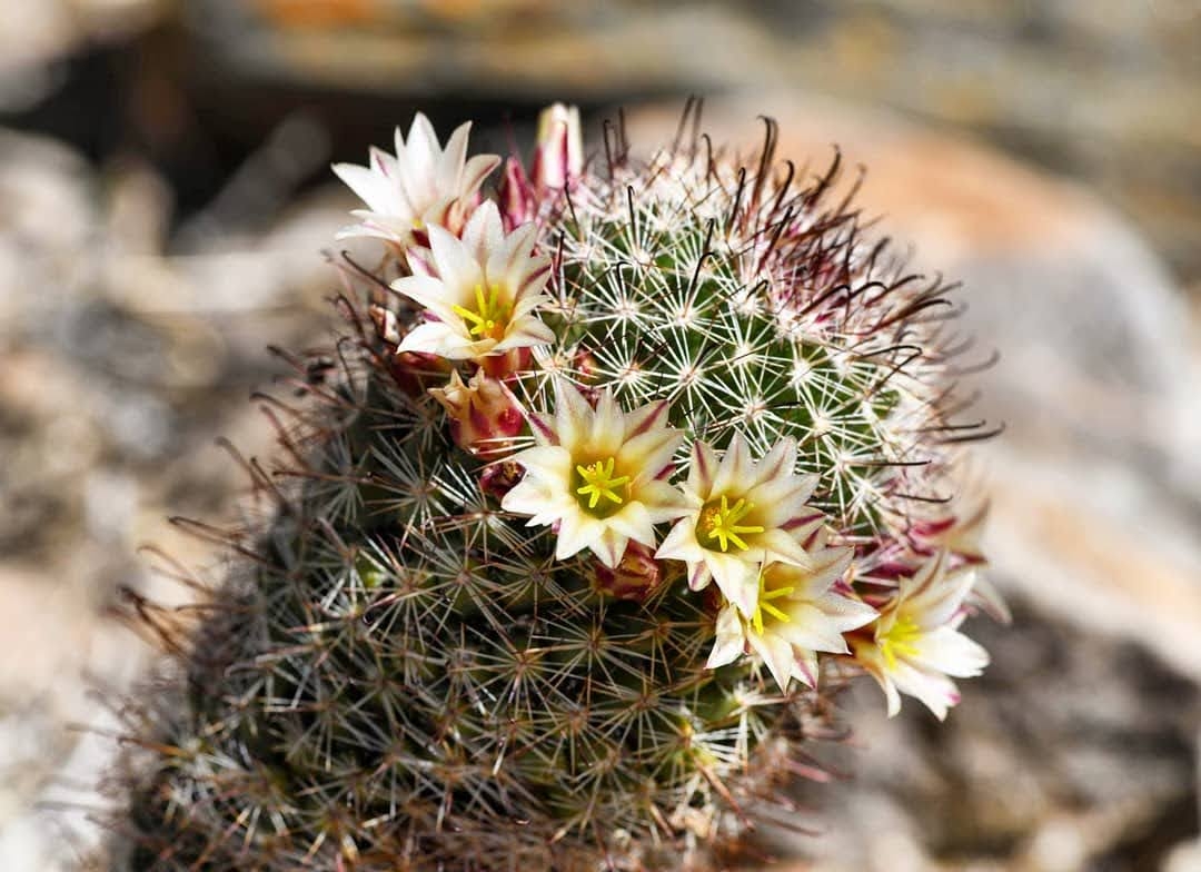 The Biodiversity of the Mojave Desert Bioregion - California Naturalist -  ANR Blogs