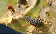 Ladybug larvae bagrada