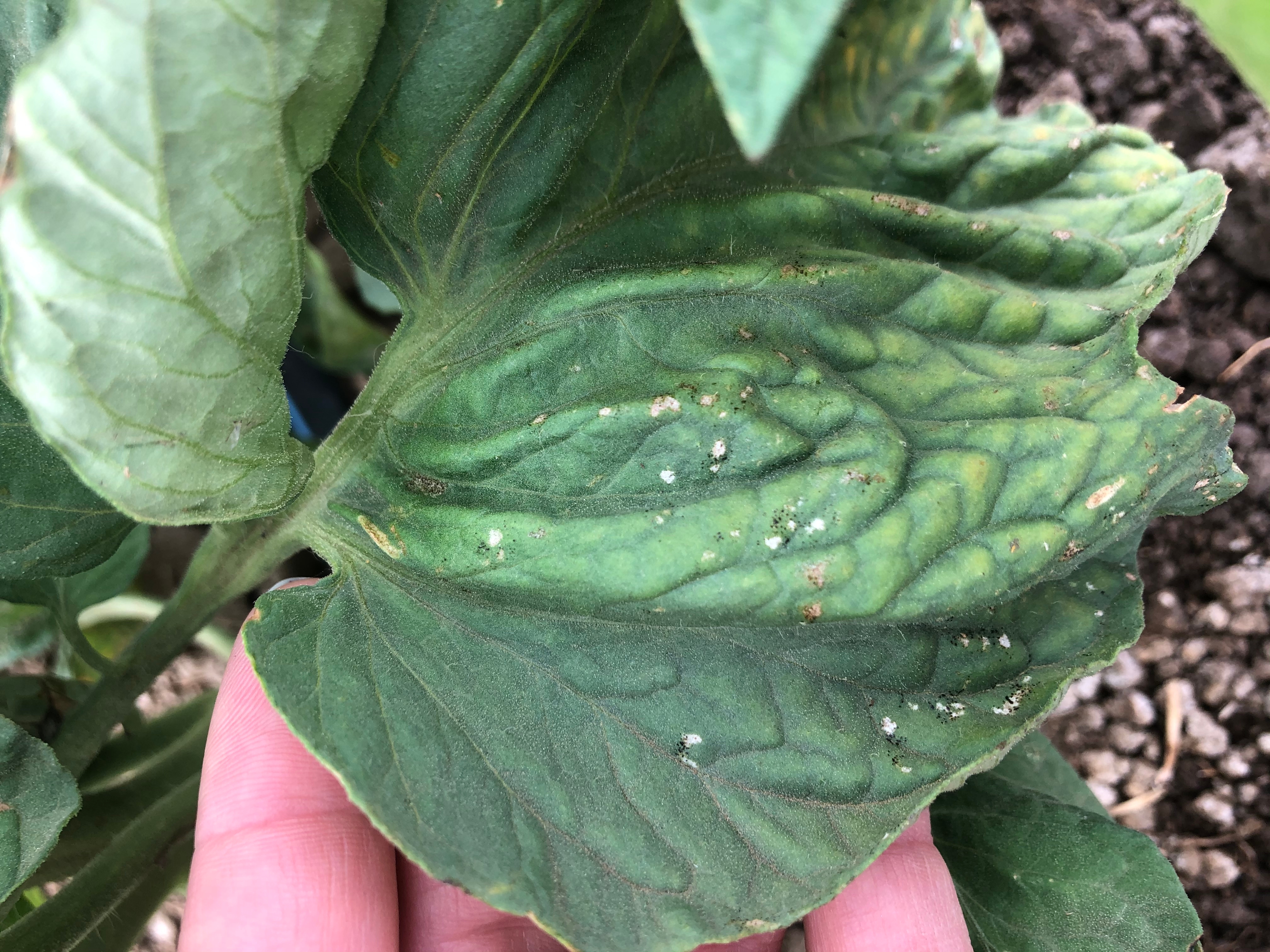 Yolo County is Entering the Third Generation of Thrips—What does this mean  for you? Predicting thrips to manage tomato spotted wilt virus in organic  production - Small and Organic Farm Advisor 