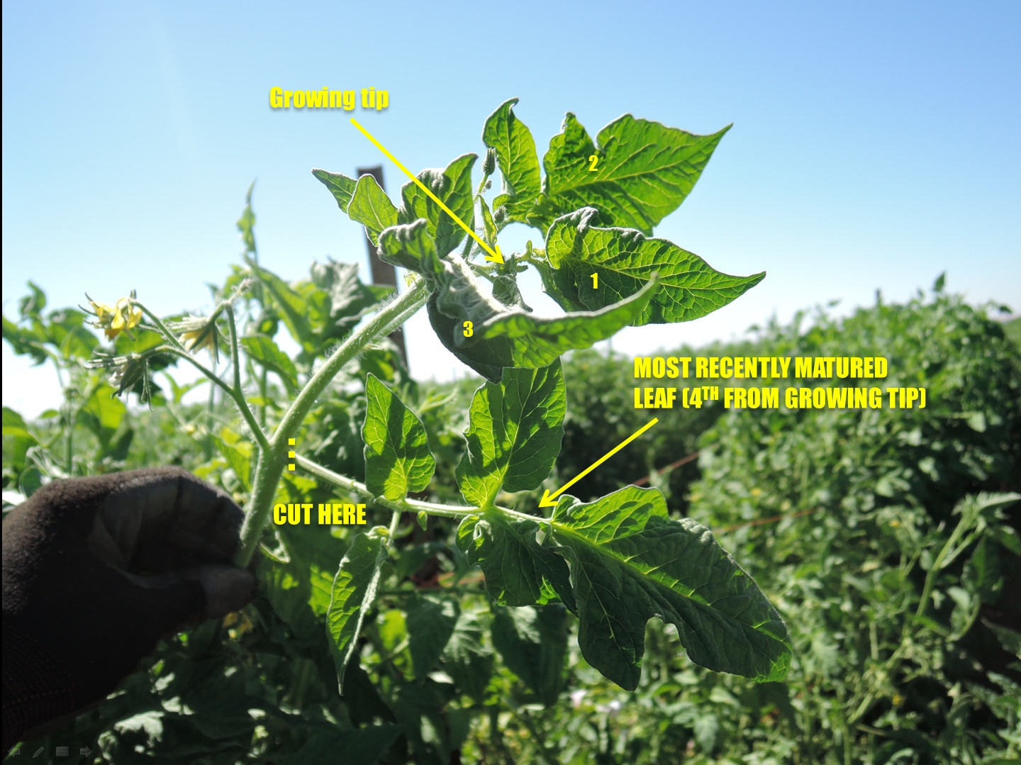 Leaf Sampling and In-Field Soil Tests for Nitrate - Small and Organic Farm  Advisor - ANR Blogs