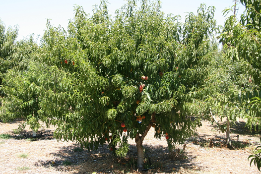 peacch tree 1
