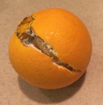 Split Navel Orange
